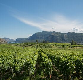 | Winery in Okanagan Falls