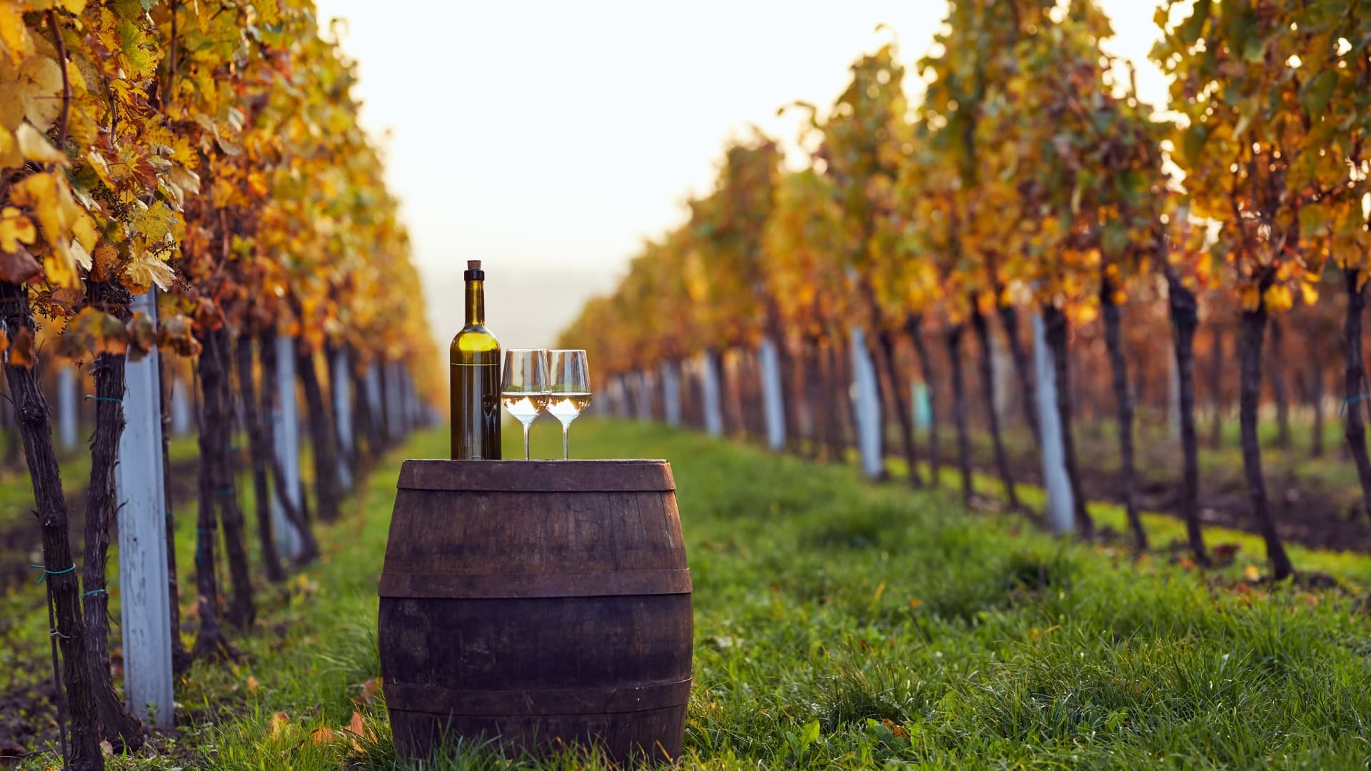 Wine tasting Okanagan