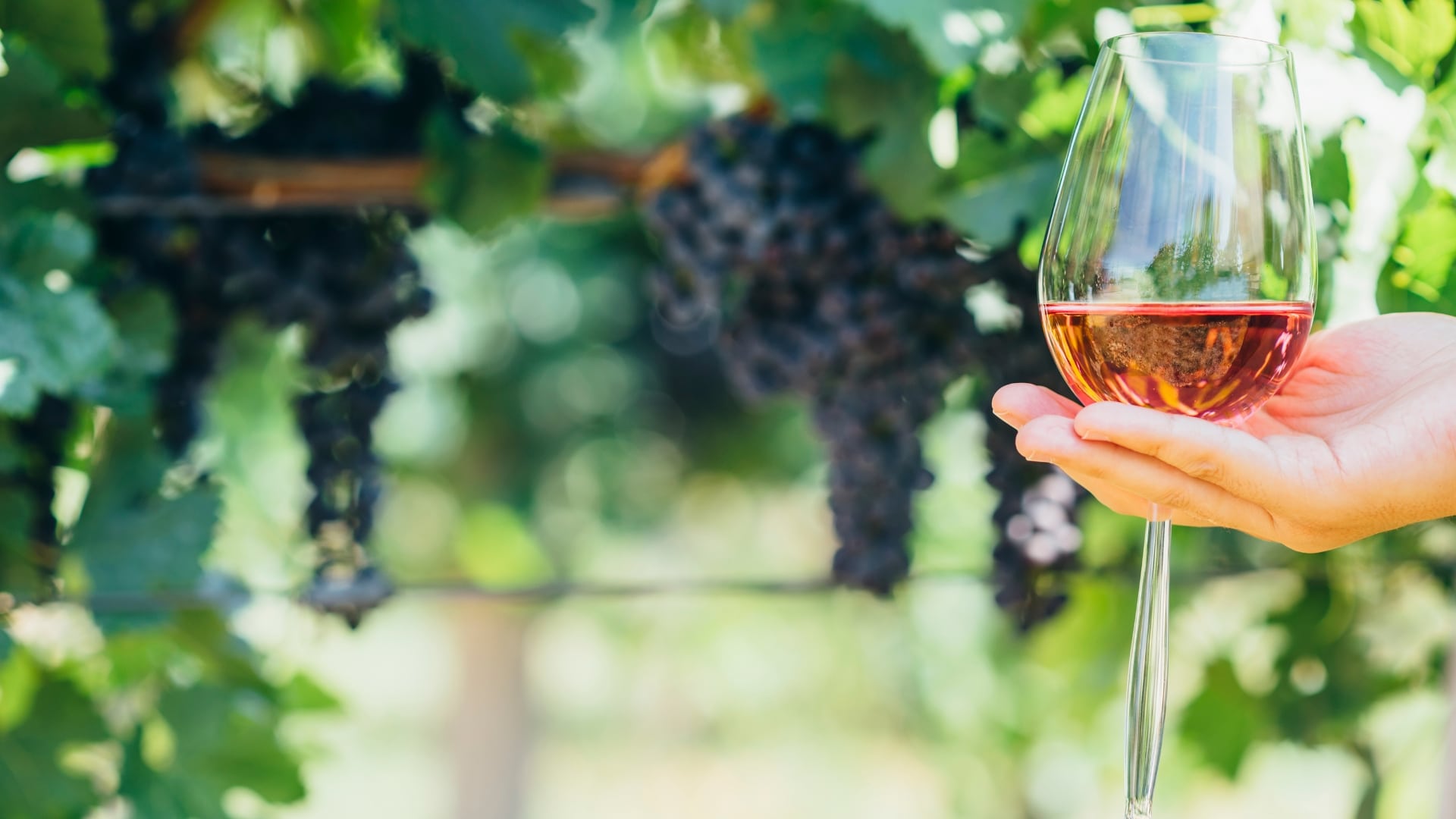 Wine tasting