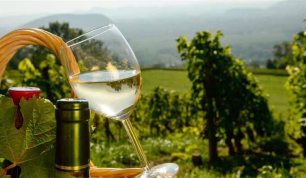 white wine in Oliver